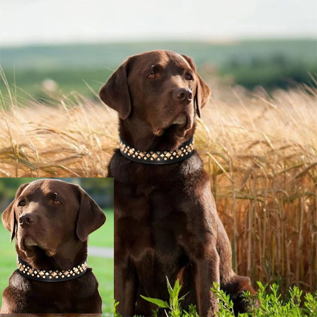 collier chien Noir CloutCoo confort elegant