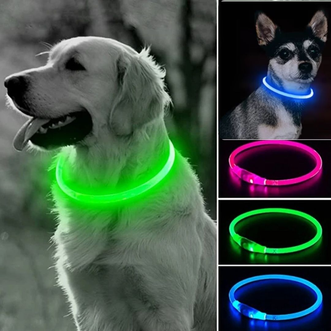 collier chien lumineux Lumax sortie securitaire