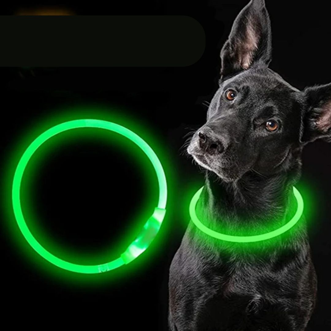 collier chien lumineux Lumax vert