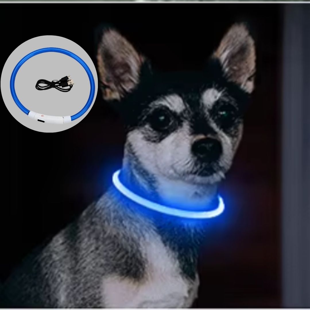collier chien lumineux Lumax bleu