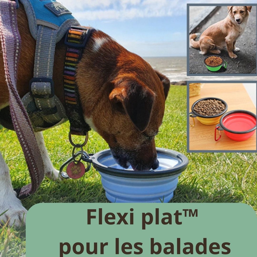 Bol pliant | Flexi plat™ tout - en - un - Univers de chien