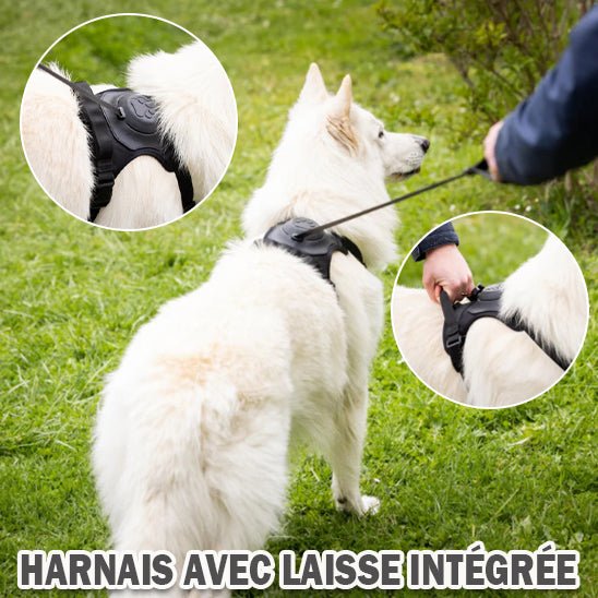 Harnais anti traction chien| Invesbrake™ - Balkyshop