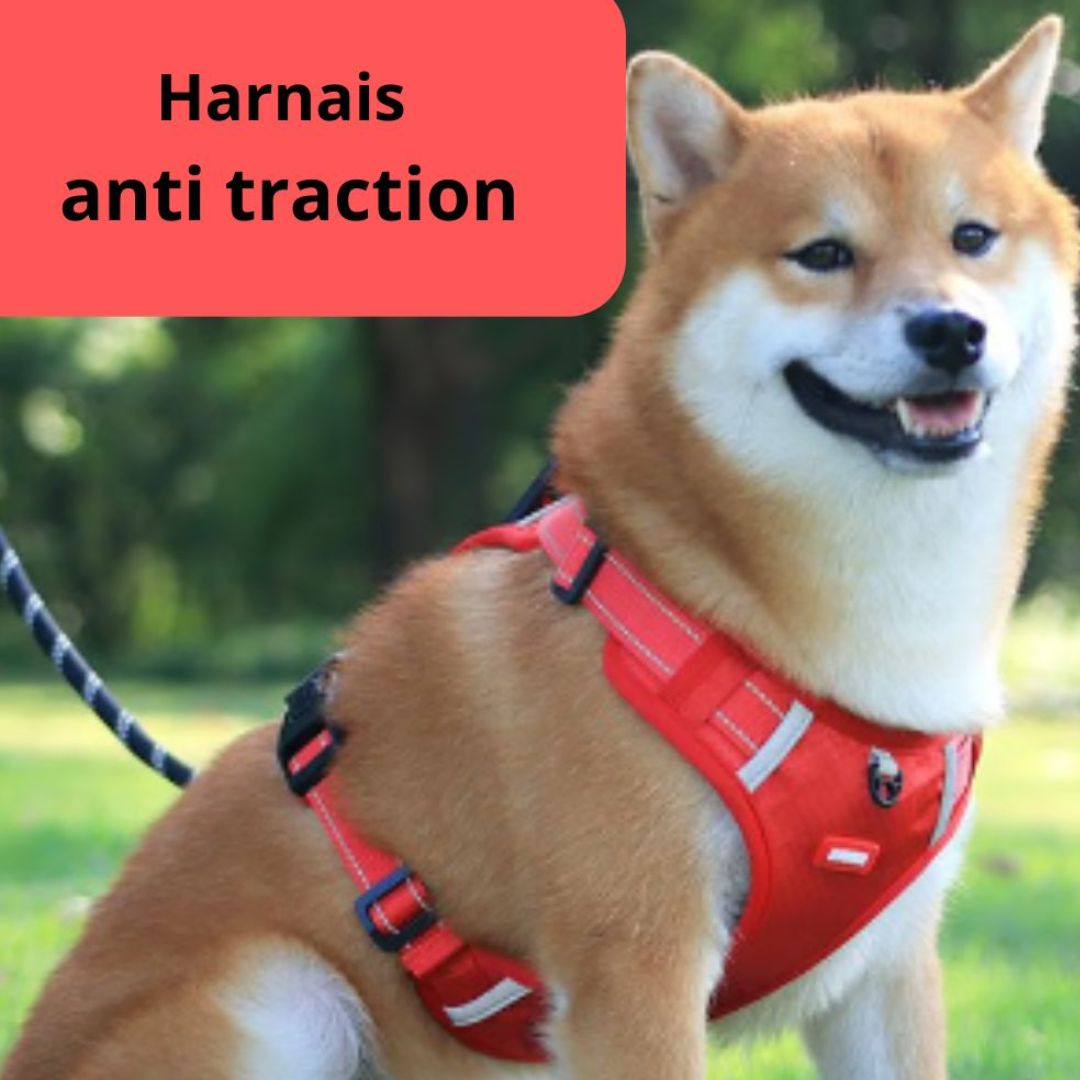 Harnais-anti-traction-orange