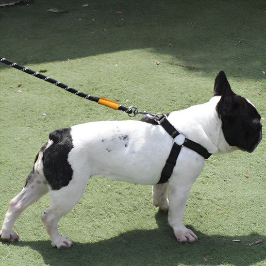 chien-s'adapte-dans-sa-laisse-pour-chien-CordLaisse-pour-une-agréable-journée-de-promenade