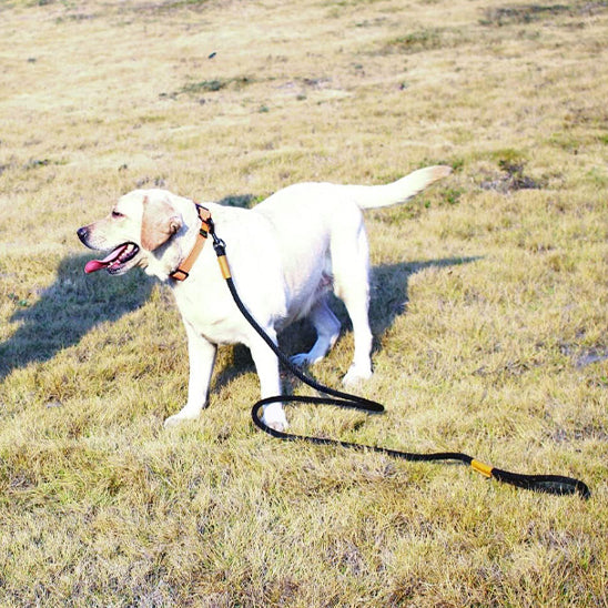 laisse-pour-chien-CordeLaisse-promenade-agréable-avec-votre-chien