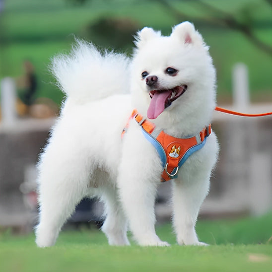 chien harnais VEBAV  pratique