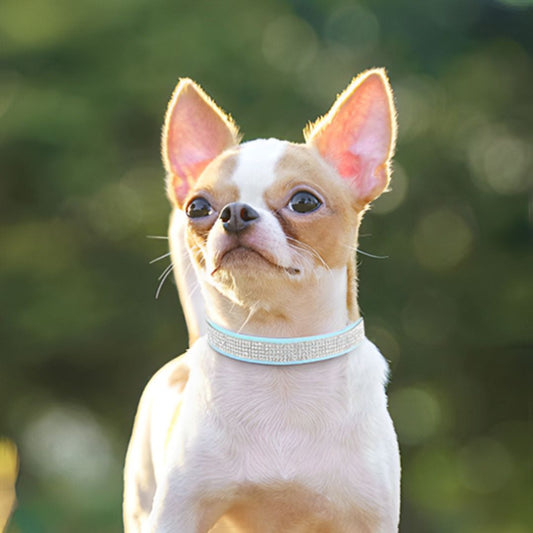 collier chien Bleu SCME elegant