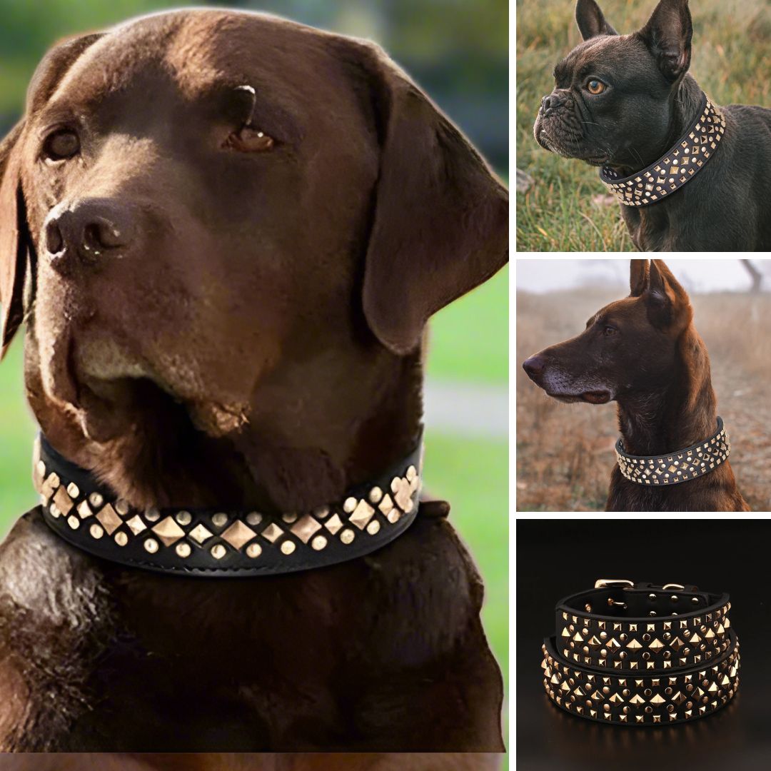 collier chien Noir CloutCoo adaptable
