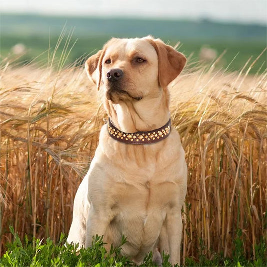 collier chien Marron CloutCoo cuir styler