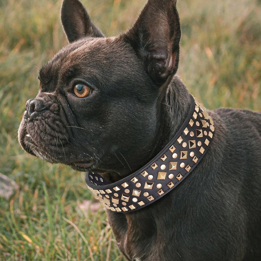 collier chien Noir CloutCoo bien etre canin