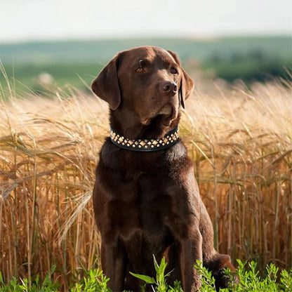 collier chien Noir CloutCoo confort securite