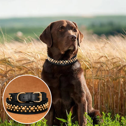 collier chien Noir CloutCoo protection optiimale
