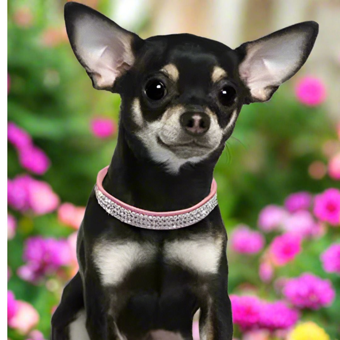 collier chien Rose SCME confort adaptable