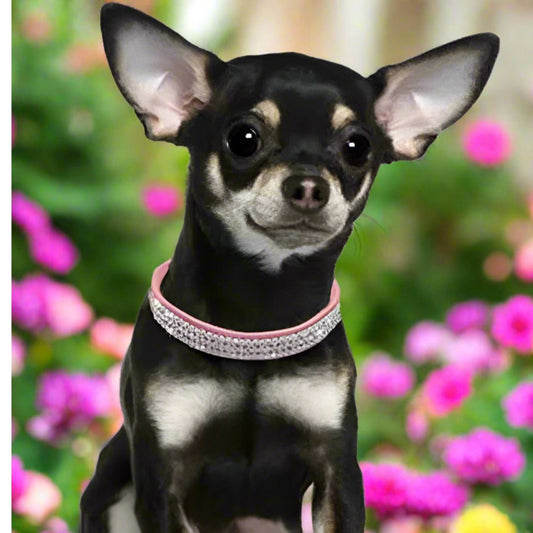 collier chien Rose SCME confort adaptable