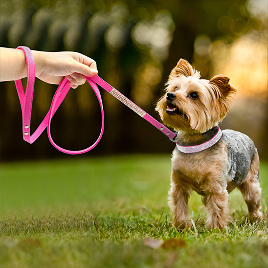 collier chien Rose SCME sortie remarquable