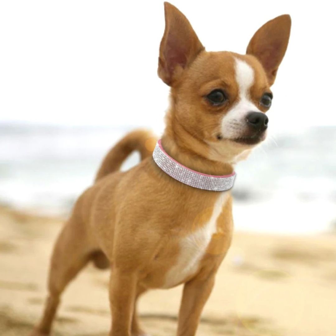 collier chien Rose SCME sortie styler