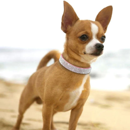 collier chien Rose SCME sortie styler