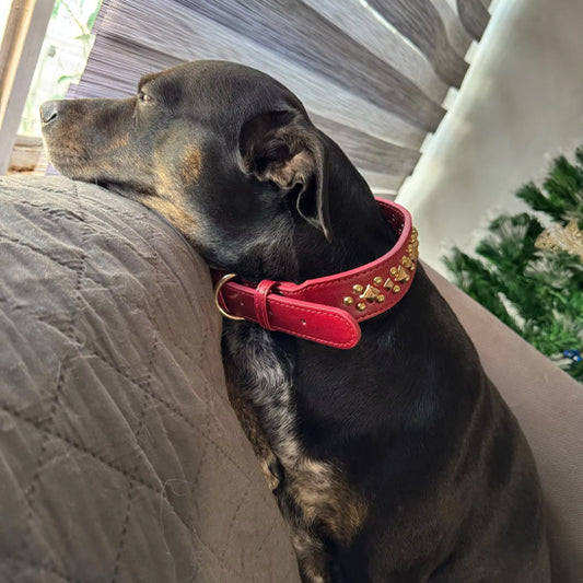 collier chien Rouge CloutCoo bien etre canine