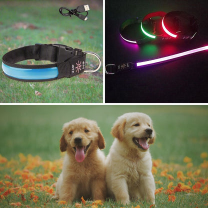 collier-lumineux-pour-chien-VuziCollier-couleur-bleu