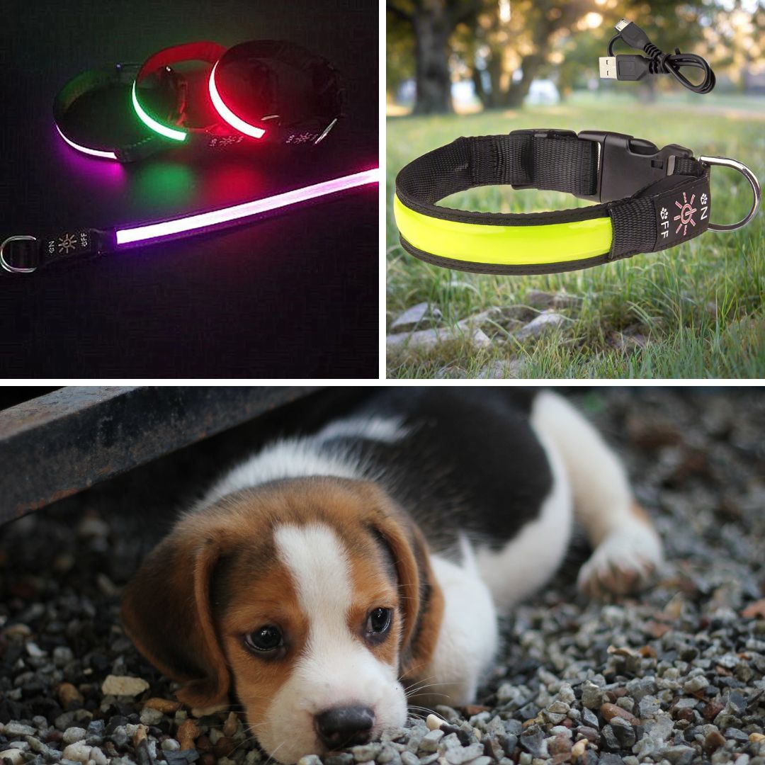 collier-lumineux-pour-chien-VuziCollier-couleur-jaune