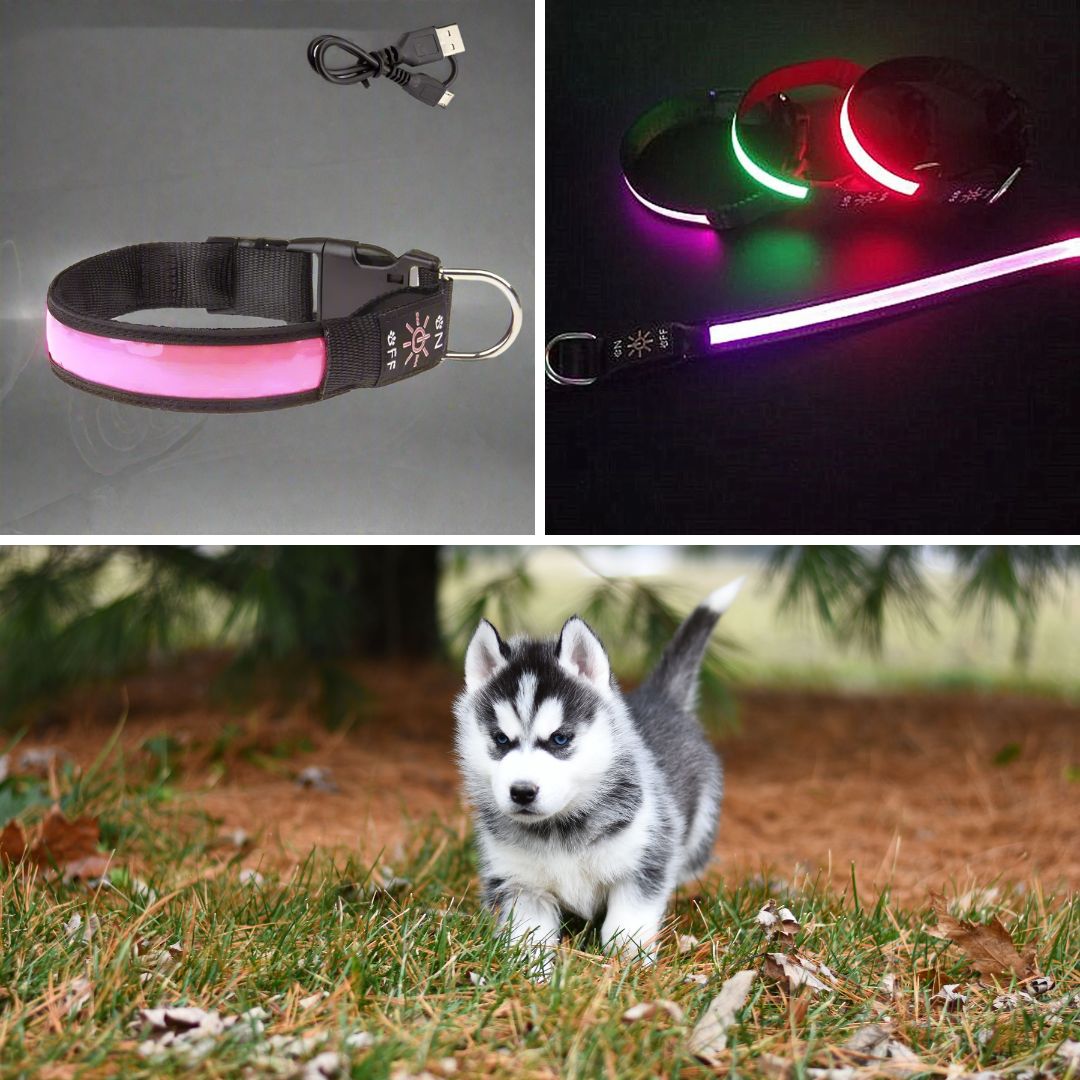 collier-lumineux-pour-chien-VuziCollier-coleur-rose