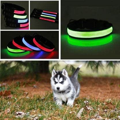 collier-lumineux-pour-chien-VuziCollier-couleur-verte