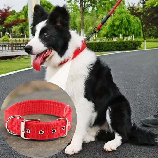 collier-pour-chien-NylCollier-couleur-orange