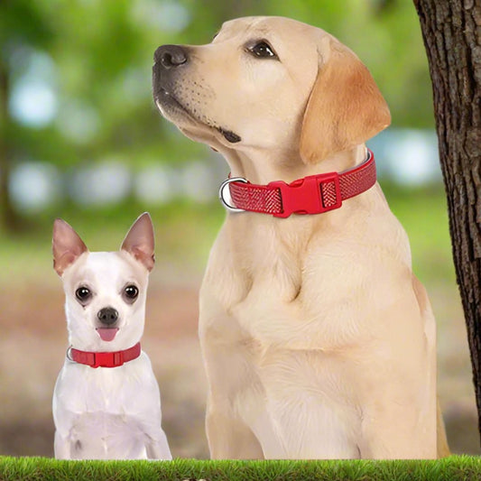 collier pour chien PapilCollier doux respirant