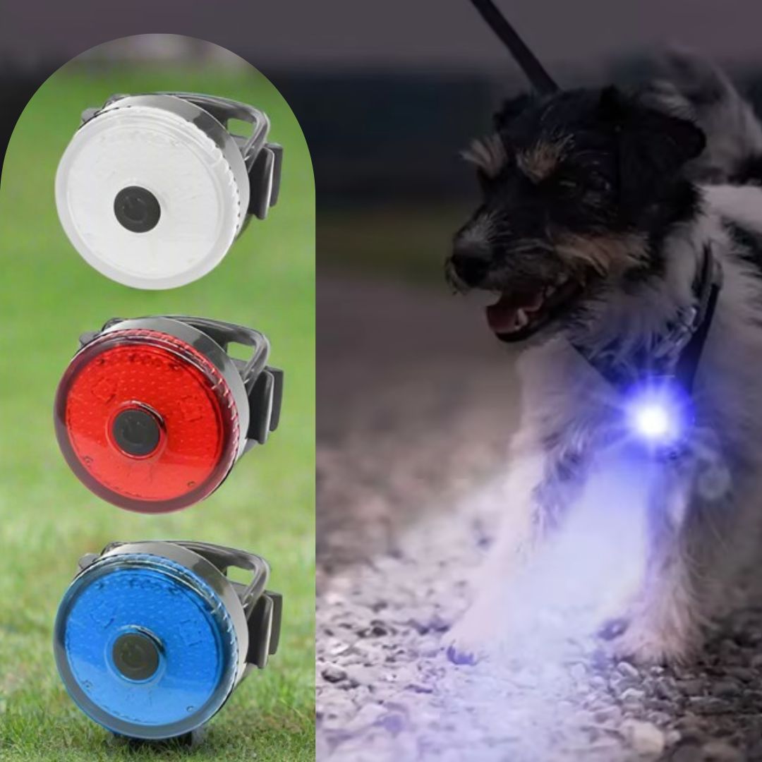 colliers-lumineux-pour-chiens-FluoriCollier-bonheur-partager-chien